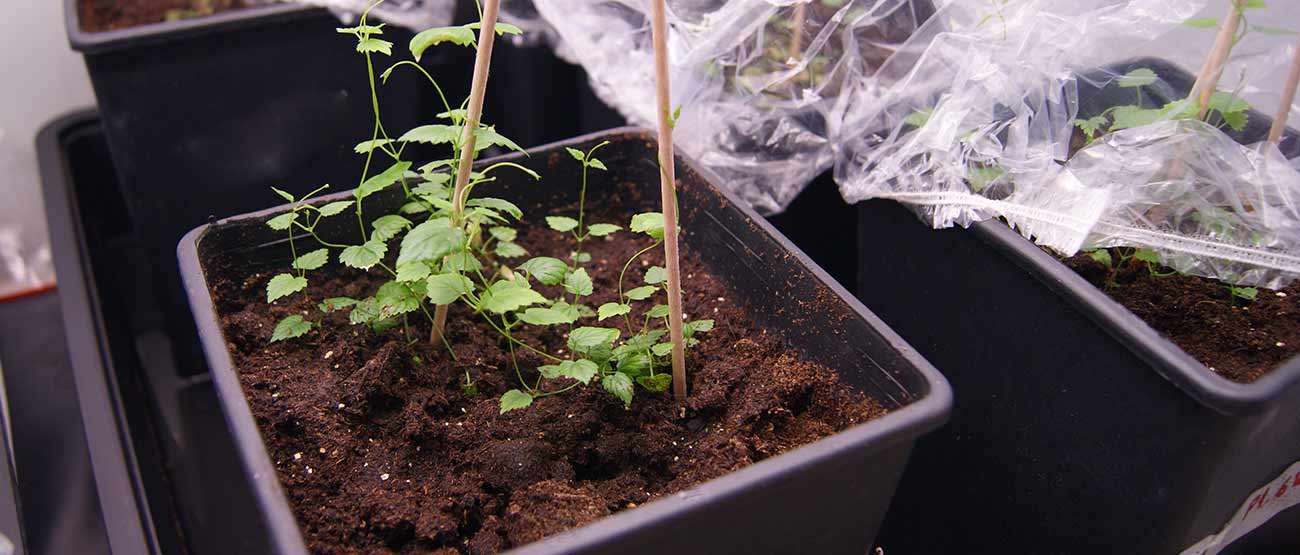  Servicios Healtthy Plants 